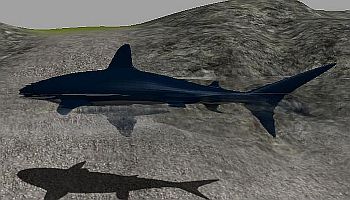 shark02n.jpg, 20kB